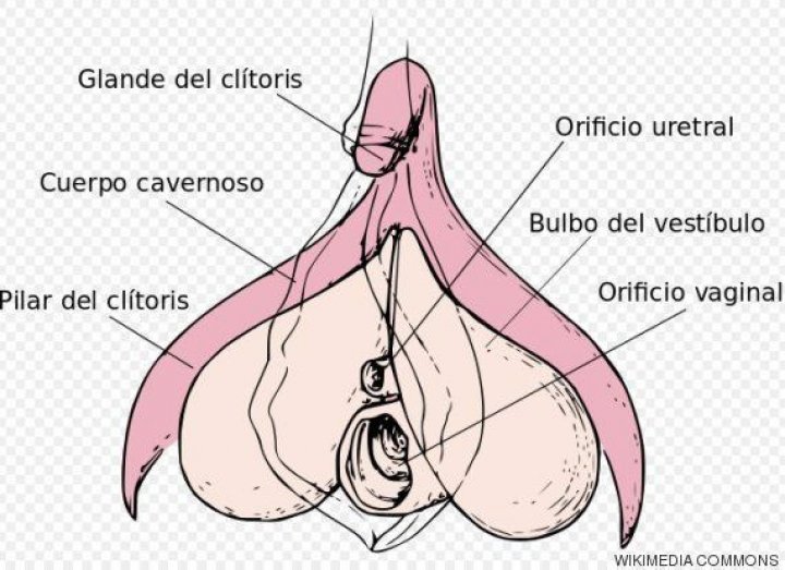 pajear vagina